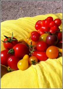 Arcanciel de tomates de Yanick Loubet
